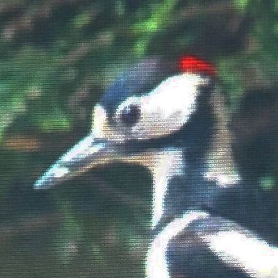 Birdnerd100's profile picture. Birds are the best