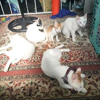 We are a litter of four plus 1 more. Our humans rescued us all from the mean streets.

Kurama, Beerus, Puma, Mirana. & George 😸 & Karupin 🌈

#PusangPinoy