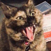 Peanut Butter 🤪 (@thatbitchpb) 's Twitter Profile