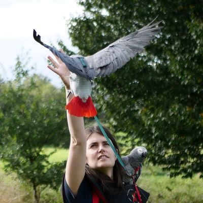 PostDoc @cardiogenetics. COL6, nanopore sequencing, therapy strategies.
African grey parrots training, flying outside, having fun :-)