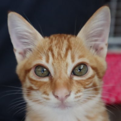無言フォロー失礼します😊事務所猫 白猫モモコ (8歳♀)と保護猫コテチ(茶白R 5.4月生まれ)の日常 茶トラ吉備太郎(享年1歳♂)は時々過去写真で出没😼 #猫好きさんと繋がりたい #猫のいる生活
