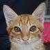 猫の窓辺(事務所猫モモコとコテチ) (@kibitaro_momoko) Twitter profile photo 猫の窓辺(事務所猫モモコとコテチ) (@kibitaro_momoko) Twitter profile photo