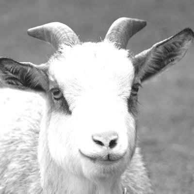 Goat-Chan@introducing 07thさんのプロフィール画像