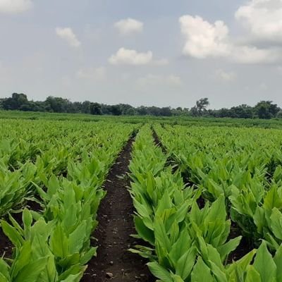 ganeshptayade's profile picture. Software Engineer , शेतकरी ....