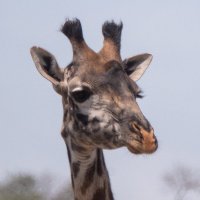 Giraffe(@mediengiraffe) 's Twitter Profile Photo