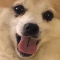 Pit de pollastre (@kaktuar_king) 's Twitter Profile Photo