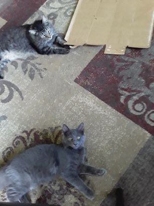 Knowbod21961262's profile picture. Running breathing spirit, handicapped Navy vet luvs animals and hotrods weed beer and campin. cod hero zombie slayer.