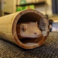 Cheese the Gecko(@EyelashGecko) 's Twitter Profile Photo