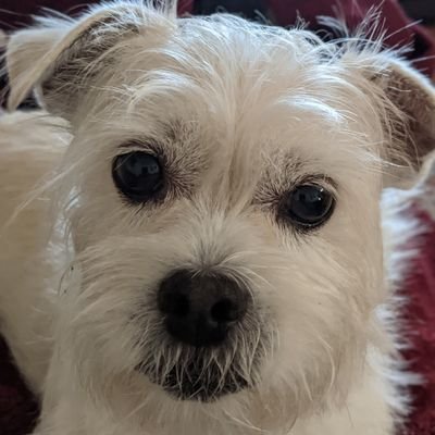 djyoho's profile picture. Dad. Transplanted yinzer.  Professional snacker.  If I tweet you, you must be special.