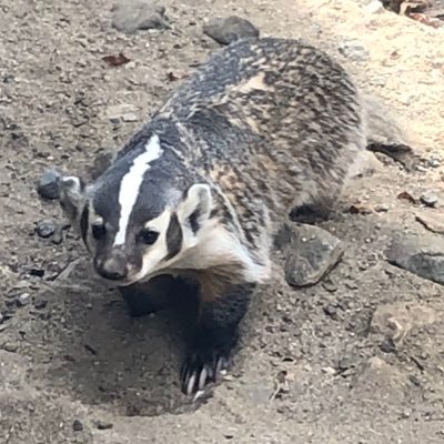 canary458's profile picture. 