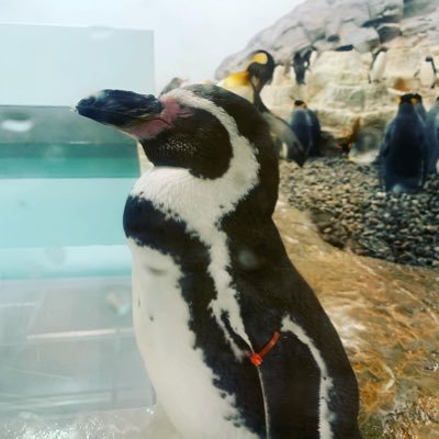 LgOSMf7ogvBpolq's profile picture. ワニとオクラのハーフのペンギンです    裏垢です。知り合いならフォロー返します