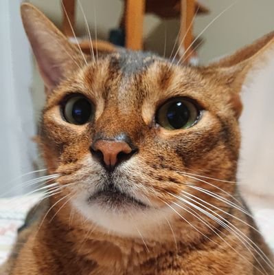 NickNic14009171's profile picture. 猫が懐いてくれない。