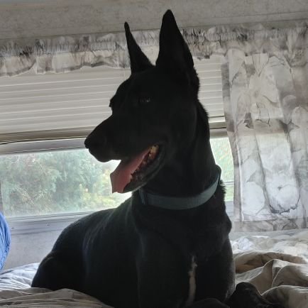 dssalazar's profile picture. Raising our 3 beautiful grandkids!
And love love love my fur babies!