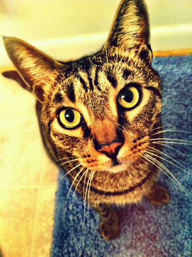 The only place on the net where guys who have cats can be a part of a community that won't tell them they should have dogs.