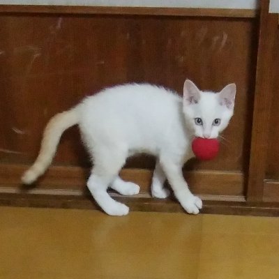 最近、#猫　😸ちゃん中心です。読書📚や宇宙🚀のことや音楽🎶も大好き。時々、独り言を呟きます。あれっ？間違ってフォローしてしまったぞ！という方は躊躇なくどうかお気軽にフォローを外して下さい🤗他の方の呟きにお邪魔した際はよろしくお願いいたします。