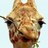 da_paisano_'s profile image