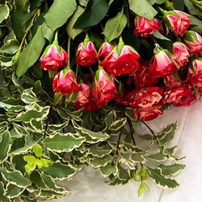 شريعية ، حديثية ، غصن مثمر من شجرة مباركة بـ اذن الله🌱