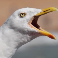 Sir Goose(@SirGoose8) 's Twitter Profile Photo