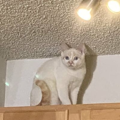 sherylliting's profile picture. ▼ anxious hoeletariat screaming irreverent bs into the virtual void ▲ 🐯 // pelik2, macam2. 不是你的菜!!
Header: Maggi Hambling