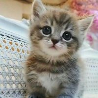 CAT LOVER PAGE(@CATLOVERPAGE1) 's Twitter Profile Photo