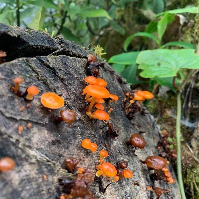 The latest cutting edge science from the fields of Ecology, Evolution, Conservation, Behaviour and more #2020EBE
Based at the University of Sussex