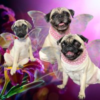 Maisy, Daisy & Paisley (@maisythecrzypug) 's Twitter Profile