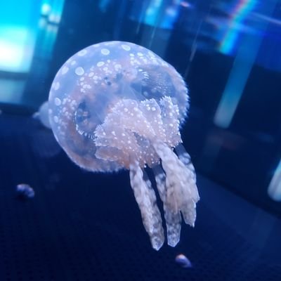 ツイステが可愛すぎてやばい/無言フォロー失礼します。
レオナさん…( ；꒳； )うはぁ…
推しの体調不良ネタとか好きなのですが誰か分かるいといますか…？
