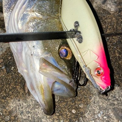 極上在銘出目金魚根付　29g 東Y7-0502⭐︎1Fトヒチ SAKURA かわはぎ竿 圧倒的伝達スピードと感度を世に知らしめた名