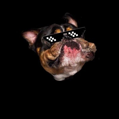 わんわんわんわん。翻訳高級なドッグフードが食べたい。🐕🦺#イッヌ🐕🦺フォロワー400人までもう少し