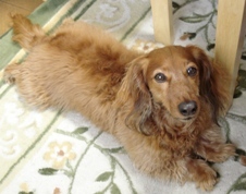 柴犬のまるだいずが10ヶ月で我が家にやってきました。どんぐりは先住犬。21歳まで生きた長寿わんこでした。まるは2018年9月11日生まれ。元気で長生きしないと。。。私ｗ