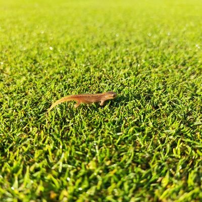 Head Greenkeeper @PointatPolzeath