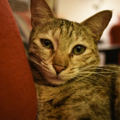 squidcatfacts's profile picture. cool girl with many scars | bite fascists | no thumbs cat (she/her) thumbs human (he/him)