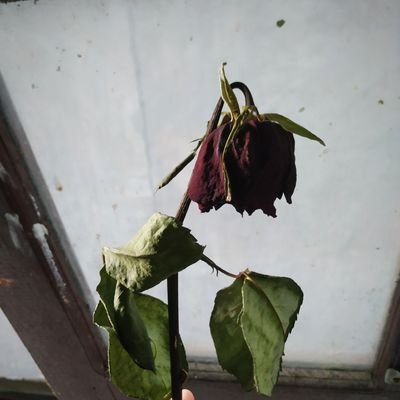 Sarahsaarah_'s profile picture. Astrophile