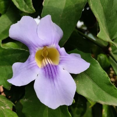 KpReshmi's profile picture. Peace and Joy