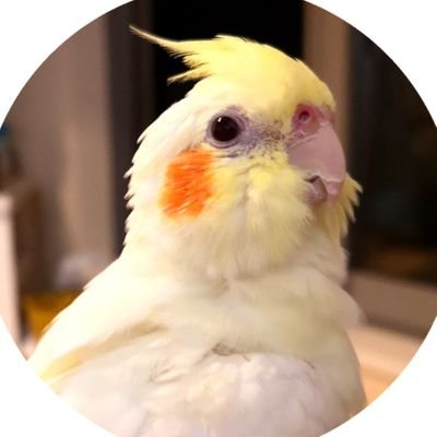 chocochoi0918's profile picture. オカメインコルチノー〡たまご(2019.12.28)れお(2019.5.9-2023.3.13)〡ジョジョ〡うしおととら〡Xiaomi 14tpro〡箱推しのノフです