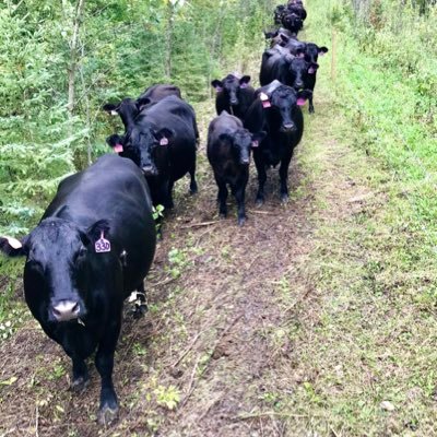 Full time cattle operation in the bush. 🌲 🦌 🦟