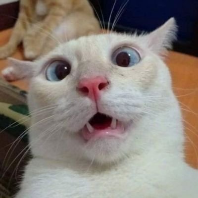 'We are simply amazing, #funny, #clever.We are Cats' #cats #parody #cuterday #貓 #Kucing #बिल्ली 🎥 not ours!
MAIN ACCOUNTS ➡️@SixStinkyCats
➡️ @GorgeousPlanet_