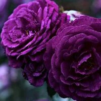 البنفسج (@wwmomww1150) 's Twitter Profile Photo البنفسج (@wwmomww1150) 's Twitter Profile Photo