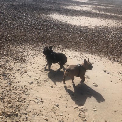 We are two playful and hyper french bulldogs who love cuddles on the sofa 💕😃