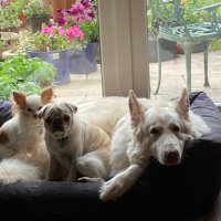 pugwash The Pug :& Ralph The GSD Pup 🌈🌈Baloo (@lucindathorpe6) 's Twitter Profile
