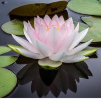 waterlily(@Travellearstou1) 's Twitter Profile Photo