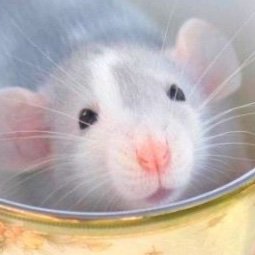 RAT HELL FUNNIESさんのプロフィール画像