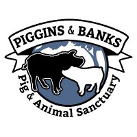 Piggins and Banks: Pig and Animal Sanctuary(@PigginsandBanks) 's Twitter Profile Photo