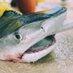 Coastal Marine Education and Research Academy (@cmerafla) Twitter profile photo Coastal Marine Education and Research Academy (@cmerafla) Twitter profile photo