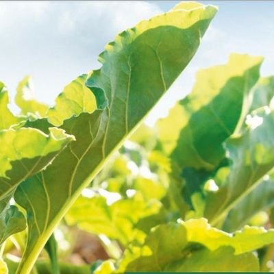 paesheca's profile picture. agrónomo, en esta cuenta solo hablo por  mi.