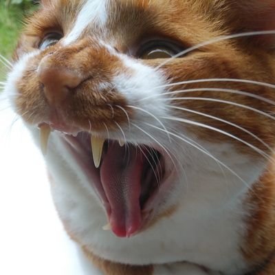 😺💯好き、🐶💯好きです。政治や経済に関心が深いです…。
おやじギャグ　替え歌　時々下ネタ…。