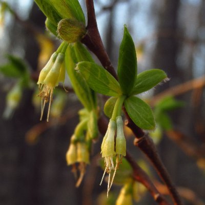 Southeastern field botany