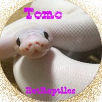 トモ (@tomopython) 's Twitter Profile
