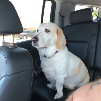 I’m a Luck Doggo! Adventure Dog! Camping and hiking and many snoozes! On Insta as @falkor_the_luck_doggo