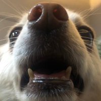 自由脱糞党 (@dappun1192) 's Twitter Profile